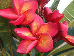 (image for) Plumeria Rubra \'Sangmanee\' x 6 seeds